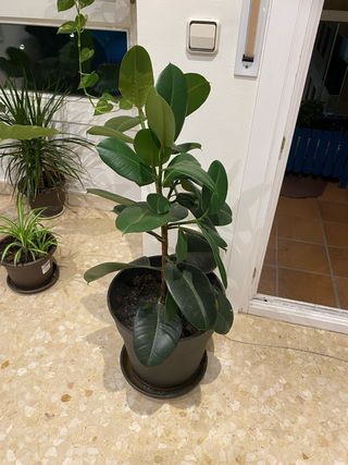 Ficus Elastica Planta Interior