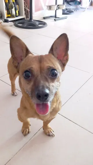 Paseador de perros zona parque amate