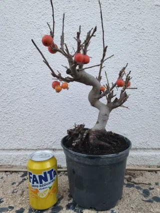 Bonsai Manzano Malus everest Prebonsai.
