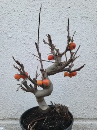 Bonsai Manzano Malus everest Prebonsai.