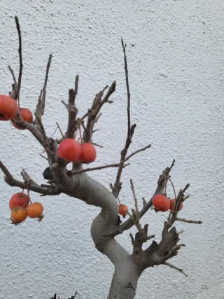 Bonsai Manzano Malus everest Prebonsai.