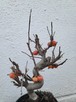 Bonsai Manzano Malus everest Prebonsai.