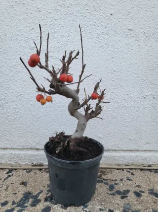 Bonsai Manzano Malus everest Prebonsai.