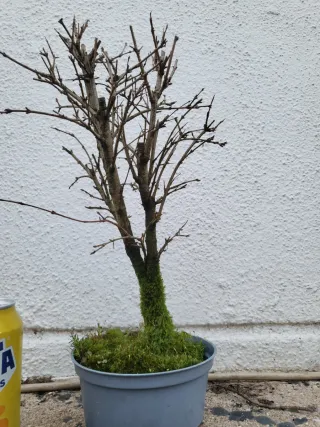 Prebonsai Granado Nejikan bonsai.