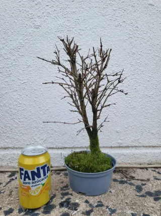 Prebonsai Granado Nejikan bonsai.