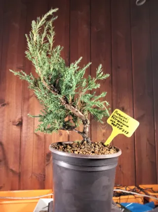 PREBONSÁI JUNÍPERO PIFTZERIANA OLD GOLD