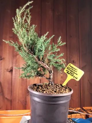 PREBONSÁI JUNÍPERO PIFTZERIANA OLD GOLD