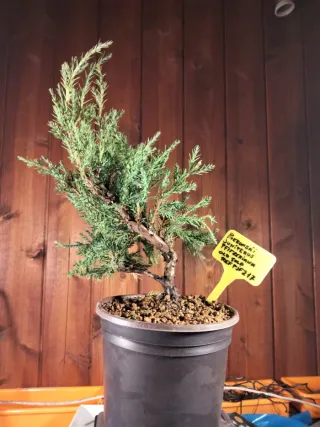 PREBONSÁI JUNÍPERO PIFTZERIANA OLD GOLD