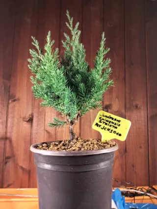 PREBONSÁI JUNÍPERO CHINENSIS STRICTA