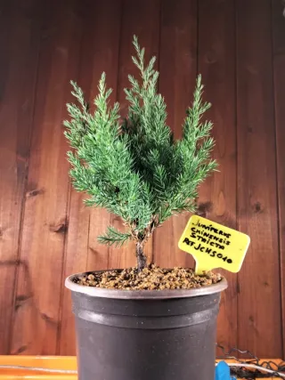 PREBONSÁI JUNÍPERO CHINENSIS STRICTA