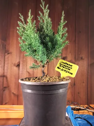 PREBONSÁI JUNÍPERO CHINENSIS STRICTA