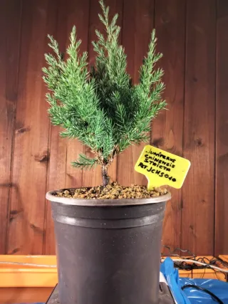 PREBONSÁI JUNÍPERO CHINENSIS STRICTA