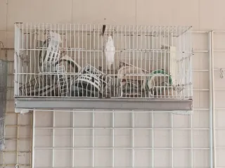 Jaula para pájaros de 60