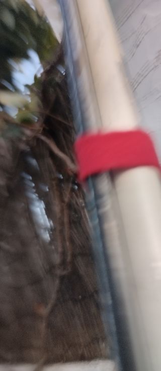 Esquís Rossignol 171 cm con bastones