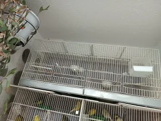 Jaulas canarios, como nuevas, M y H