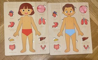 Maqueta de órganos internos de madera