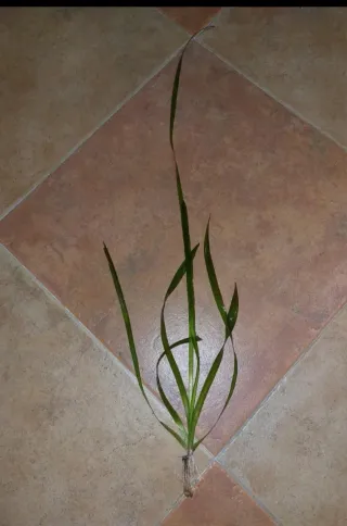 12 Plantas Vallisneria