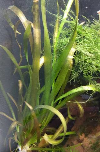 12 Plantas Vallisneria