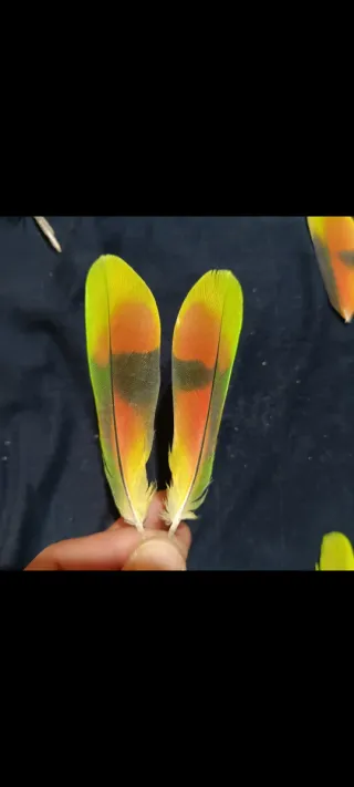 Plumas de loro Yaco y Amazónico