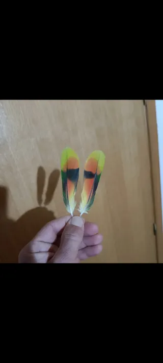 Plumas de loro Yaco y Amazónico