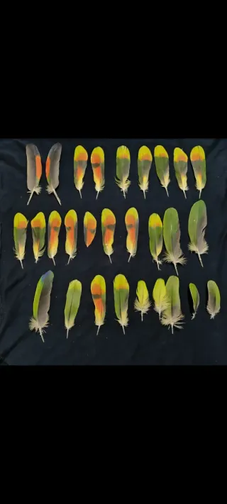 Plumas de loro Yaco y Amazónico