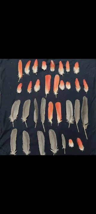 Plumas de loro Yaco y Amazónico
