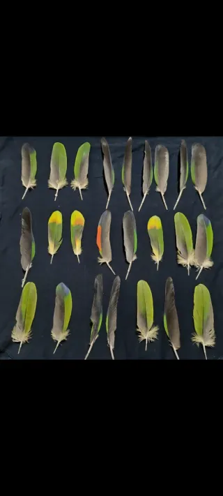 Plumas de loro Yaco y Amazónico