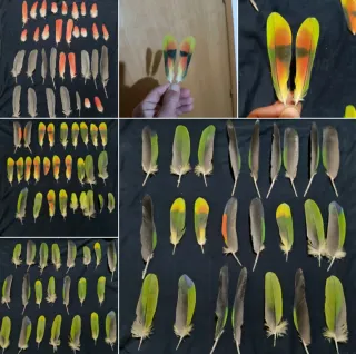 Plumas de loro Yaco y Amazónico