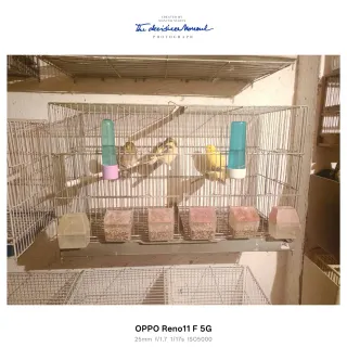 Jaula para pájaros plateada y transparente