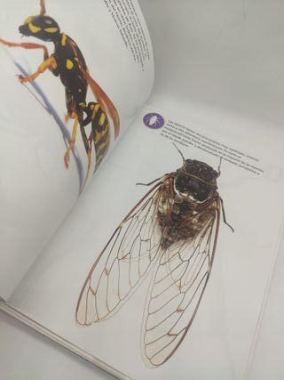 Puzzle 3D Insectos con Libro Eureka!