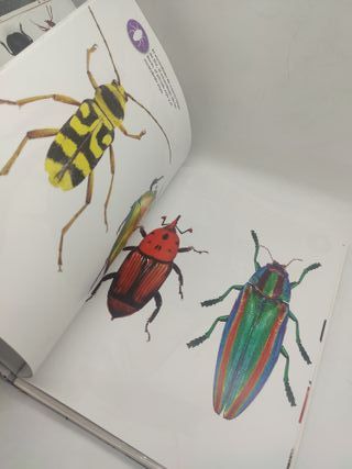 Puzzle 3D Insectos con Libro Eureka!