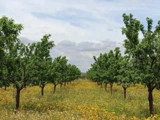 Casa rustica en parcela 17000 metros