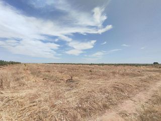 Terreno en venta en Membrilla