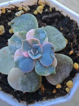 Echeveria Pollux Variegata 5-6cm