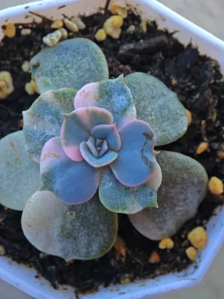 Echeveria Pollux Variegata 5-6cm