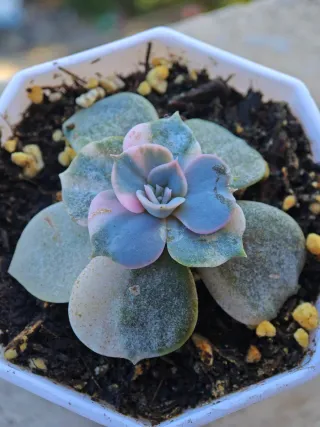 Echeveria Pollux Variegata 5-6cm