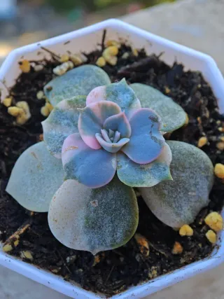 Echeveria Pollux Variegata 5-6cm