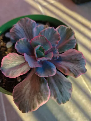 Echeveria White Cloud Variegata 12cm