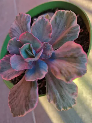 Echeveria White Cloud Variegata 12cm