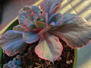 Echeveria White Cloud Variegata 12cm