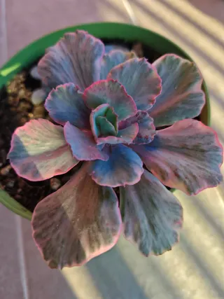 Echeveria White Cloud Variegata 12cm