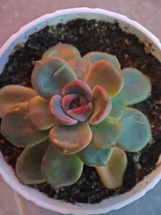 Echeveria Diamond Pink Pianta Succulenta 11cm