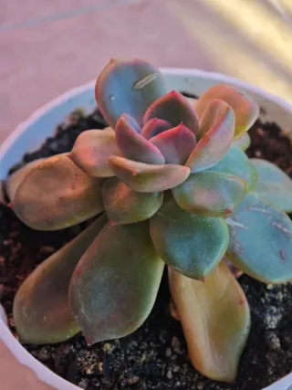 Echeveria Diamond Pink Pianta Succulenta 11cm