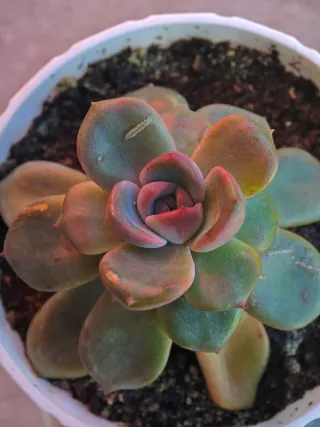 Echeveria Diamond Pink Pianta Succulenta 11cm