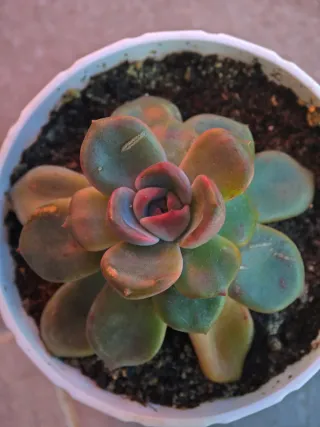 Echeveria Diamond Pink Pianta Succulenta 11cm