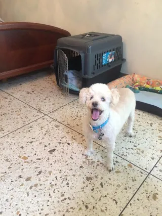 Jaula Transportín Perros Negro y Multicolor