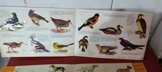 2 Álbumes Panrico 1975: Pájaros y Perros