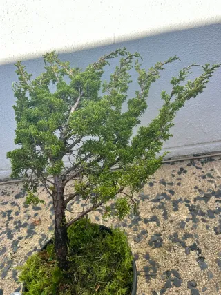 Prebonsai Junípero Itoigawa bonsai.