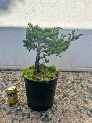 Prebonsai Junípero Itoigawa bonsai.
