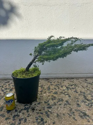 Prebonsai Junípero Itoigawa bonsai.